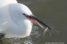 Little Egret