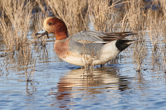 Wigeon