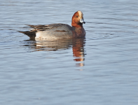 Wigeon