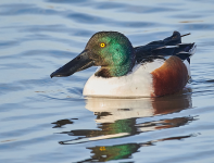 Shoveler