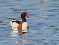 Shelduck