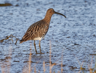 Curlew