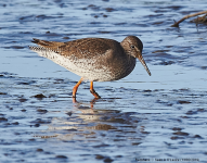 Redshank