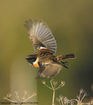 Stonechat