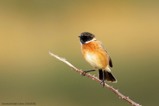 Stonechat