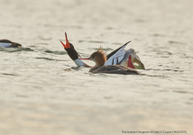 Red-breasted Merganser