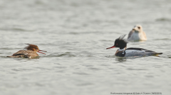 Red-breasted Merganser