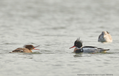 Red-breasted Merganser