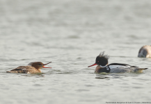 Red-breasted Merganser