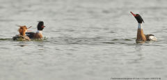 Red-breasted Merganser