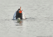 Red-breasted Merganser