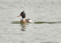 Red-breasted Merganser