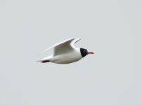 Mediterranean Gull