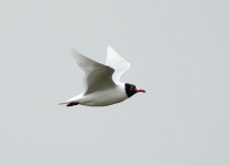 Mediterranean Gull