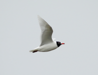 Mediterranean Gull