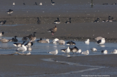 Pink-footed Goose