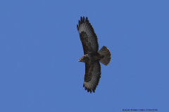 Buzzard