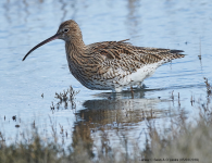 Curlew