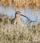 Curlew