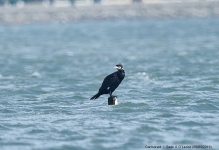 Cormorant