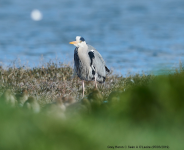 Grey Heron