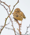 Meadow Pipit