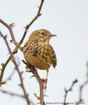 Meadow Pipit