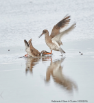 Redshanks