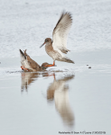 Redshanks