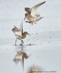 Redshanks