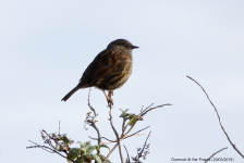 Dunnock