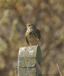 Meadow Pipit