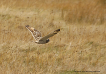 Short-eared Owl