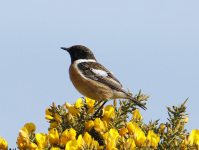 Stonechat