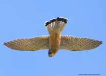 Kestrel