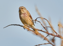 Linnet