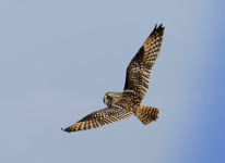 Short-eared Owl