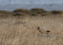 Short-eared Owl