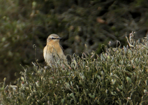 Wheatear