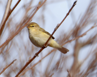 Chiffchaff