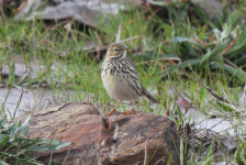 Meadow Pipit