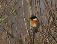 Stonechat