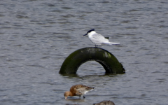 Sandwich Tern