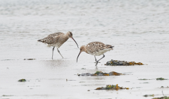 Whimbrels