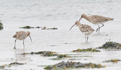 Whimbrels