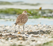 Whimbrel