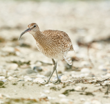 Whimbrel