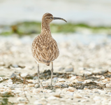 Whimbrel