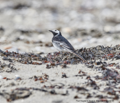 Pied Wagtail 