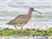 Whimbrel